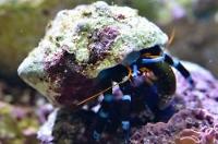 Electric Blue Hermit Crab Thumbnail