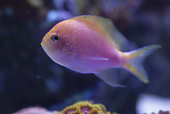 Fathead Sunburst Anthias