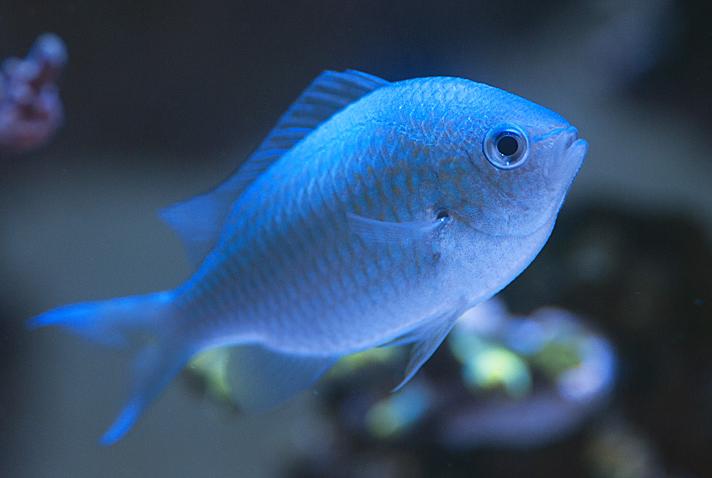 Blue/Green Reef Chromis