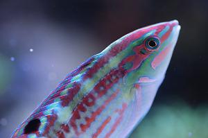 Christmas Wrasse Thumbnail