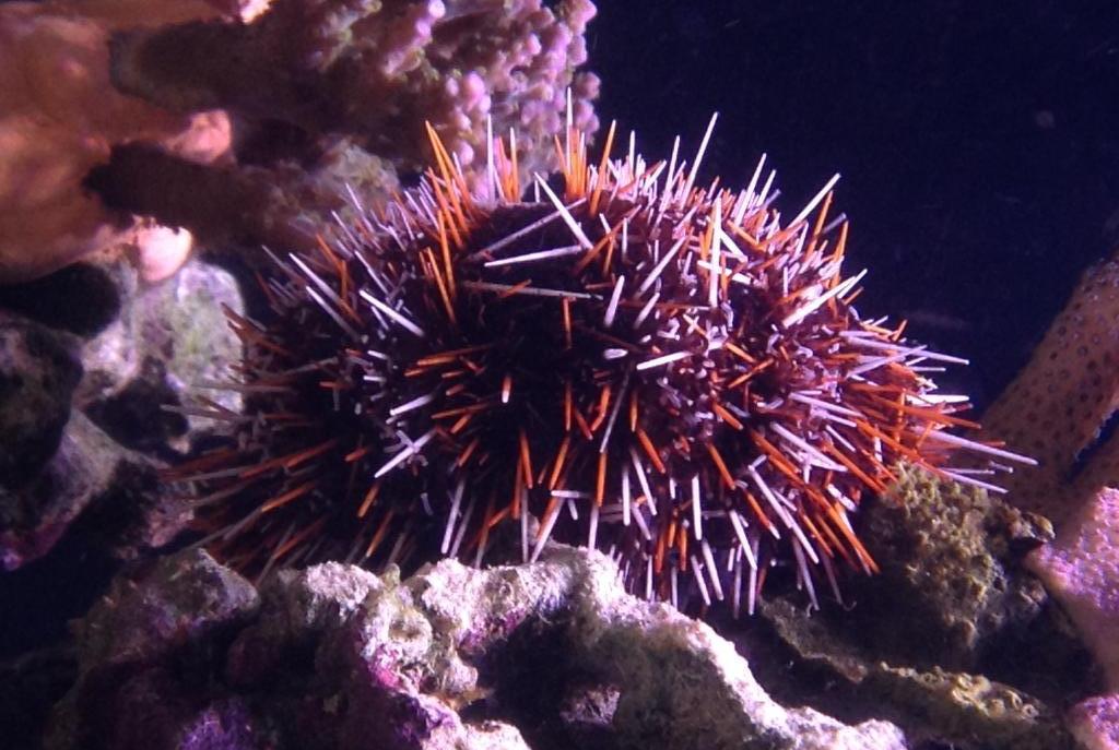 Collector Urchin