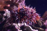 Collector Urchin Thumbnail