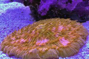 Plate Coral Orange Thumbnail