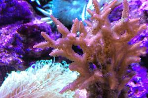 Birdsnest Coral Thumbnail