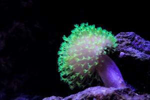 Green Toadstool Mushroom Leather Coral Thumbnail