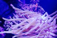 Ritteri Anemone Thumbnail