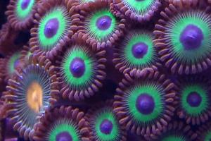 Zoanthid Thumbnail