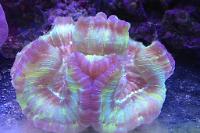 Brain Coral Trachyphyllia Thumbnail