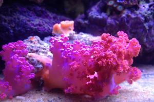 Flower Tree Coral - Red / Orange Thumbnail