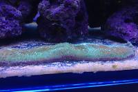 Slipper Tongue Coral Thumbnail