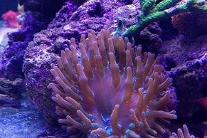 Bulb Anemone Thumbnail