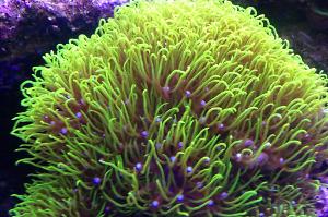 Blue Star Polyps Thumbnail