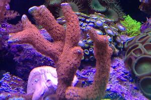 Branched Montipora Coral Thumbnail