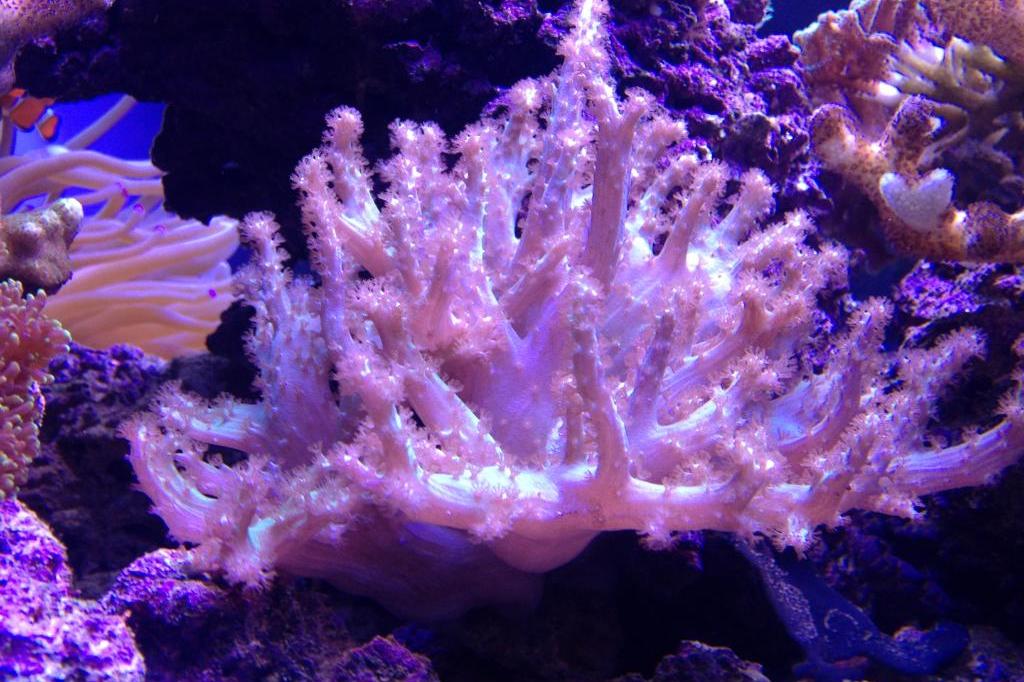 Tree Coral / Paralemnalia sp 311