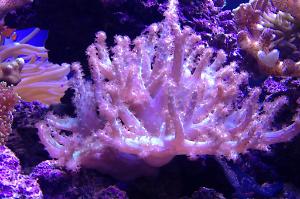 Tree Coral Thumbnail