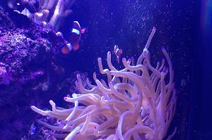 Ocellaris Clownfish Thumbnail