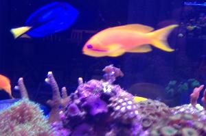 Lyretail Anthias Thumbnail