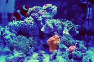 20G Mixed Reef Thumbnail