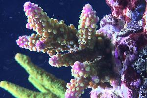 Acropora Secale Thumbnail