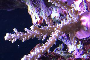 Acropora Horrida Thumbnail