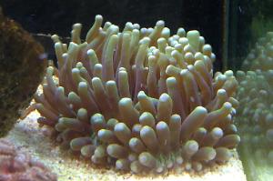 Plate Coral, Long Tentacle