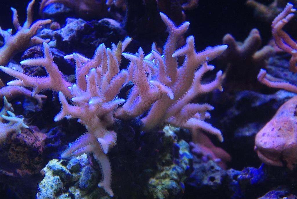 Birdsnest Coral