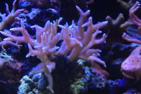 Birdsnest Coral Thumbnail