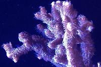 Acropora millepora Pink