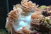 Elegance Coral Thumbnail