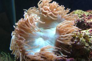 Elegance Coral