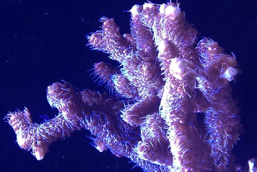 Acropora millepora Pink