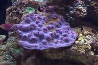 Chalice Coral Thumbnail