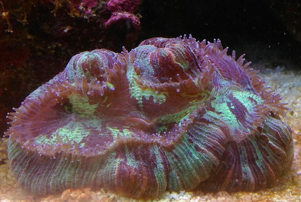 Wellso Folded Brain Coral