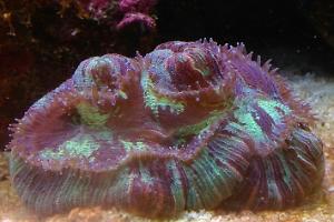 Wellso Folded Brain Coral