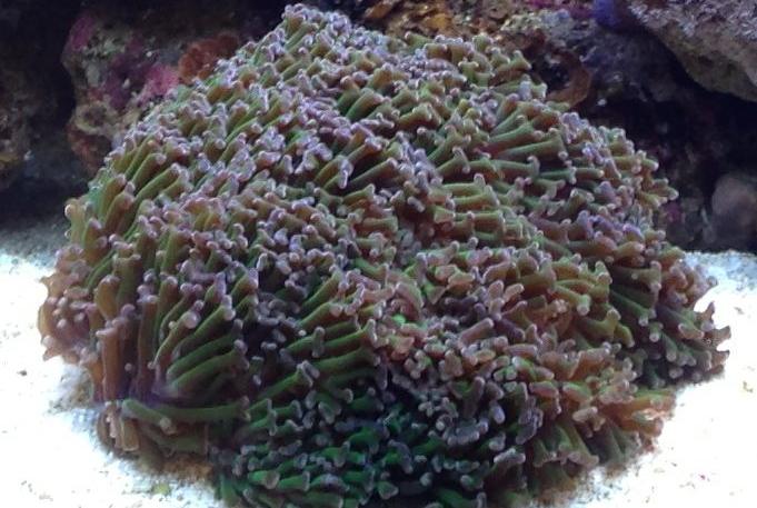 Hammer / Anchor Coral