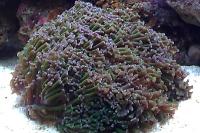 Hammer Anchor Coral Thumbnail