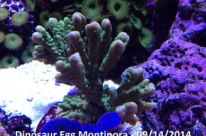 Dinosaur Egg Montipora