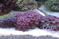 Assorted Zoas Thumbnail