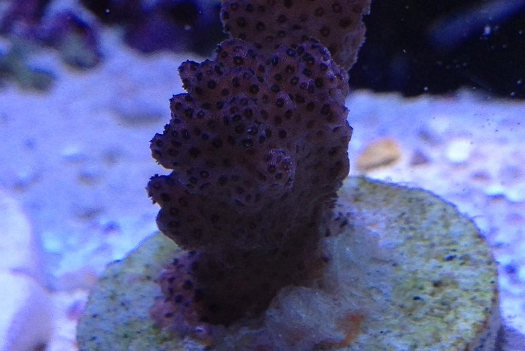 Hot Pink Pocillopora