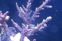 Acropora Horrida pink polyp white Thumbnail