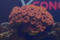 Brain Coral Lobophyllia Thumbnail