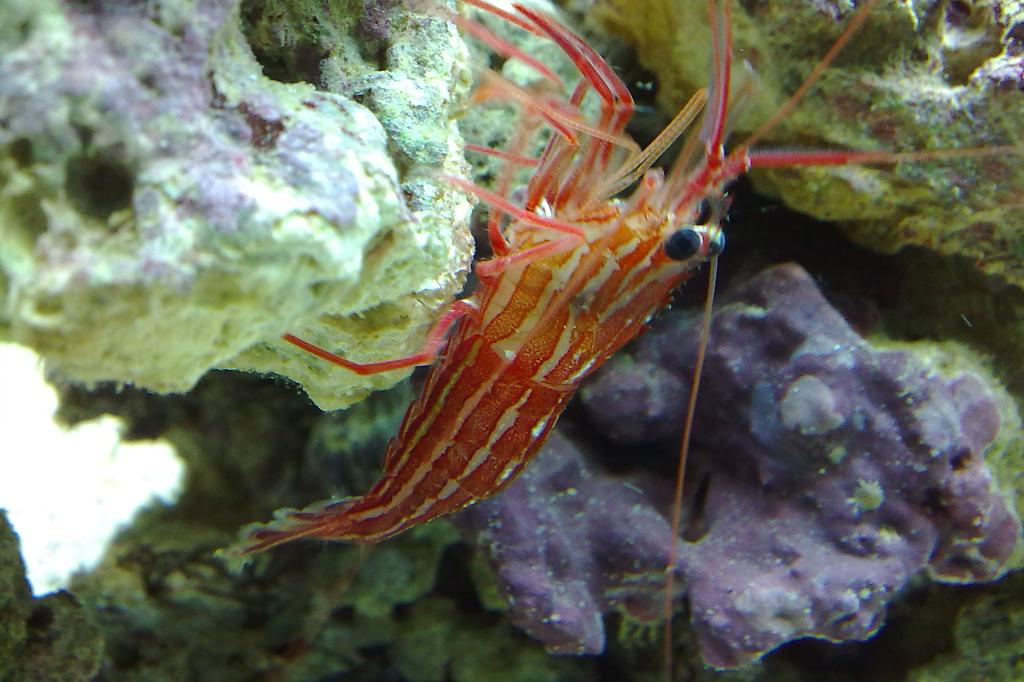 Peppermint Shrimp / Lysmata wurdemanni complex 1756