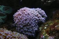 Flower Pot Coral - Purple Thumbnail