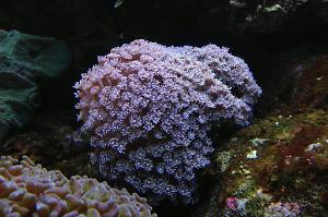 Flower Pot Coral - Purple