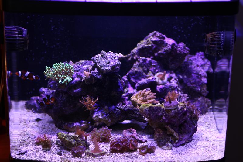 Office Reef Thumbnail