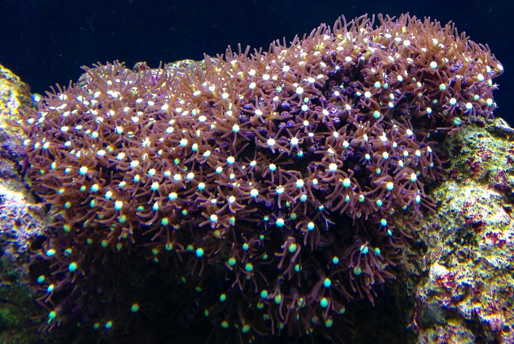 Starburst Polyp