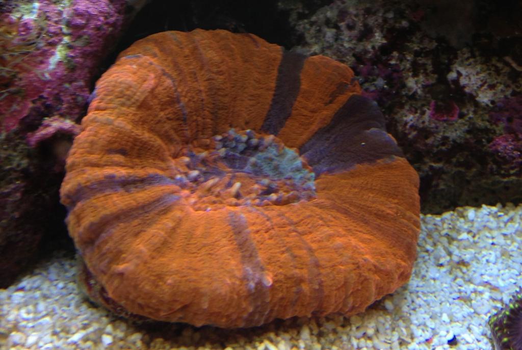 Button Coral, Scolymia