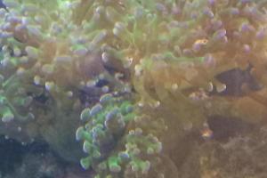 Frogspawn Coral - Branched Thumbnail