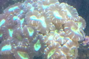 Candy Cane Coral Thumbnail