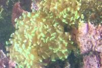 Hammer Anchor Coral Branching Thumbnail